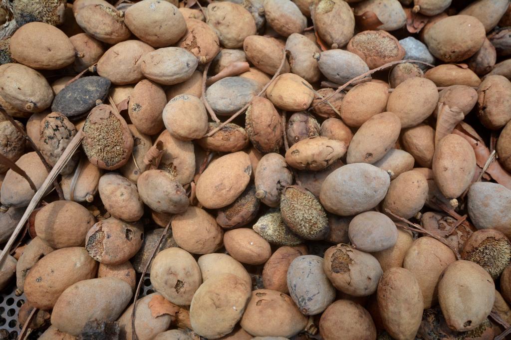 Cada espécie tem seu tempo de germinação. Foto: Gerson Oliveira