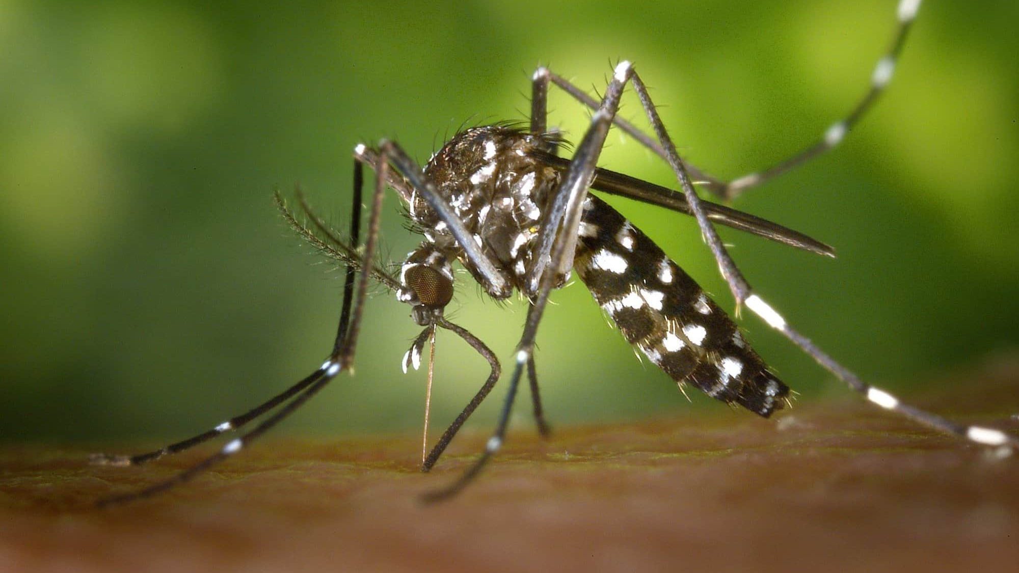 Brasil registra quase 3 mil mortes por dengue e quase 5 mil de casos  prov&aacute;veis da doen&ccedil;a - Correio do Estado