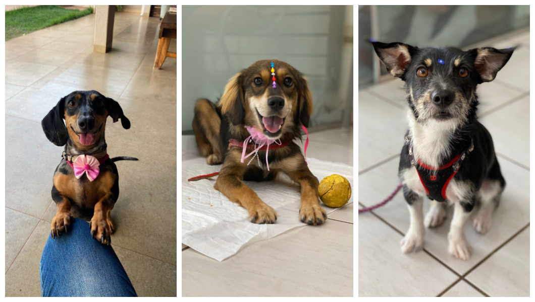 laska, Bonnie e Jessie / Arquivo Correio do Estado