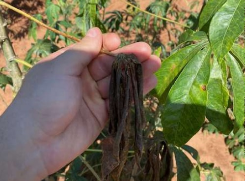 Folha de mandioca morta ap&oacute;s pulveriza&ccedil;&atilde;o por agrot&oacute;xico