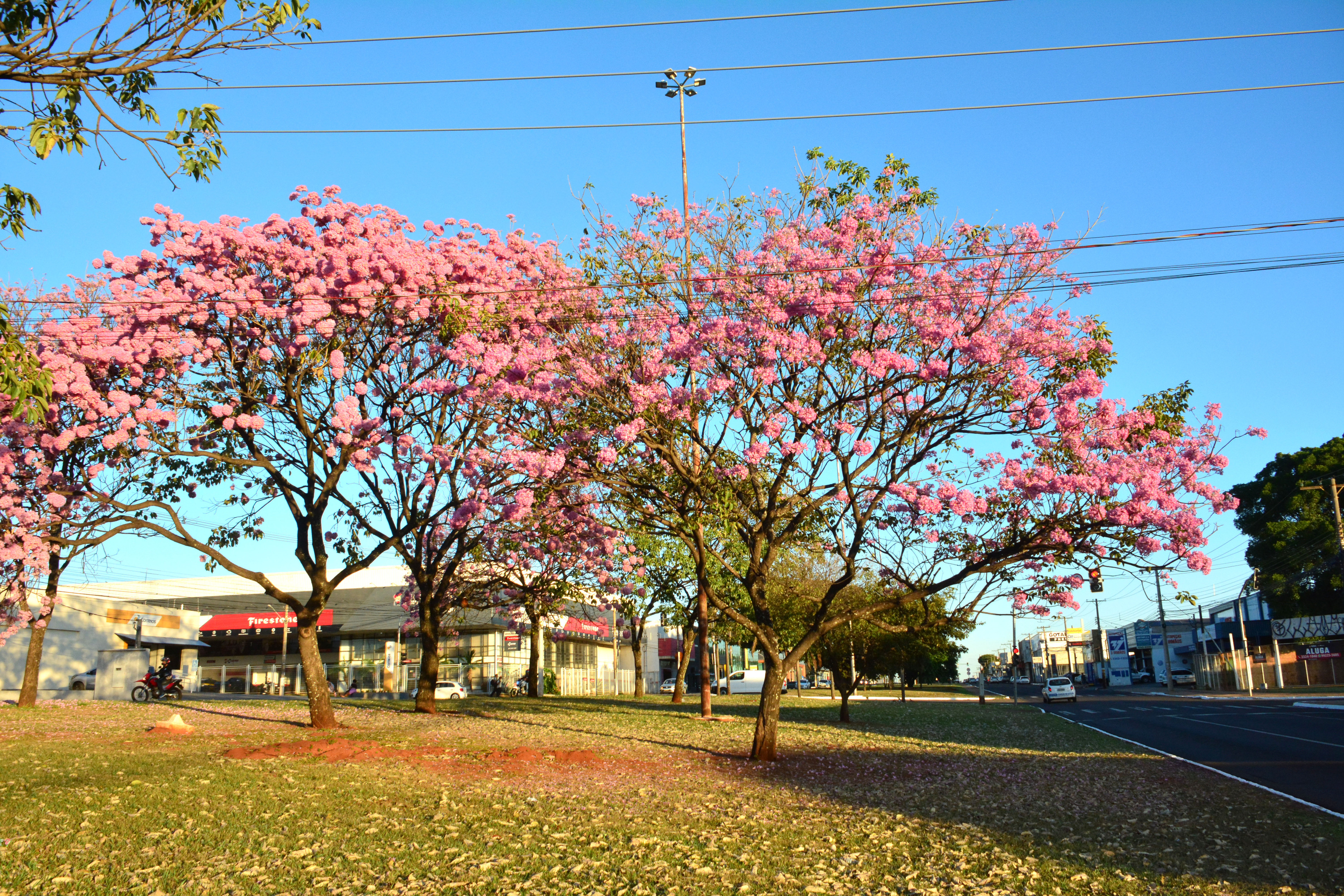 Ipês viram cenário para fotos pela beleza das cores e 