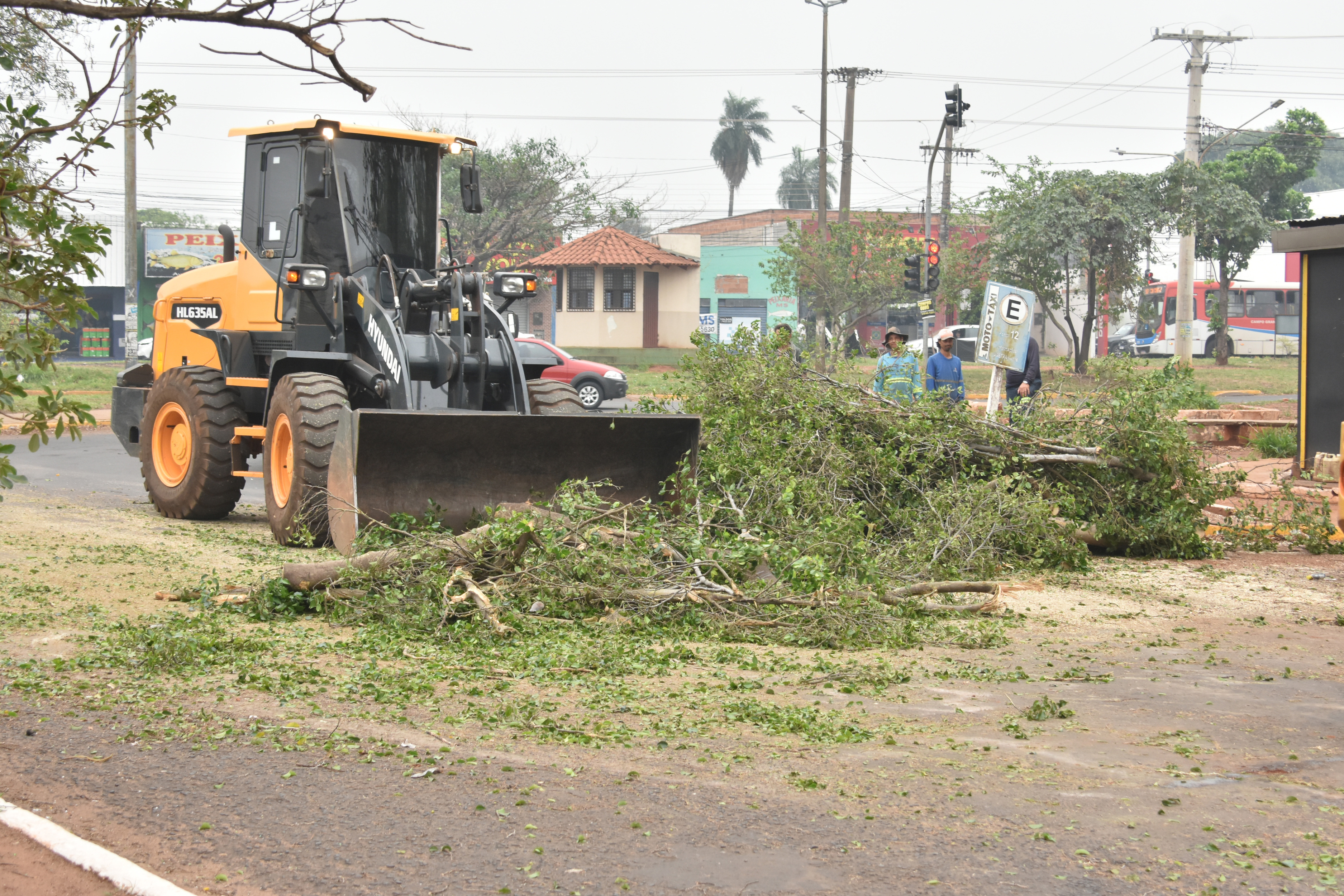 Arvore caiu na avenida e deixou o trânsito interrompido