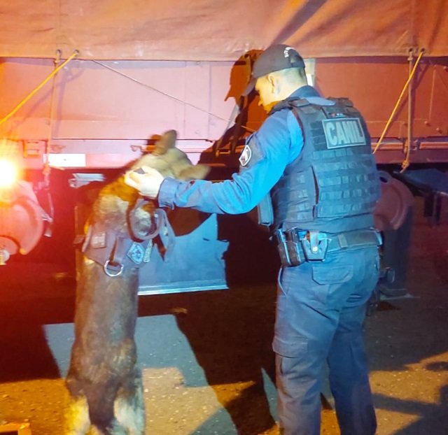 Cães farejadores da Polícia Militar encontraram cocaína e maconha escondidos em carga de ureia 