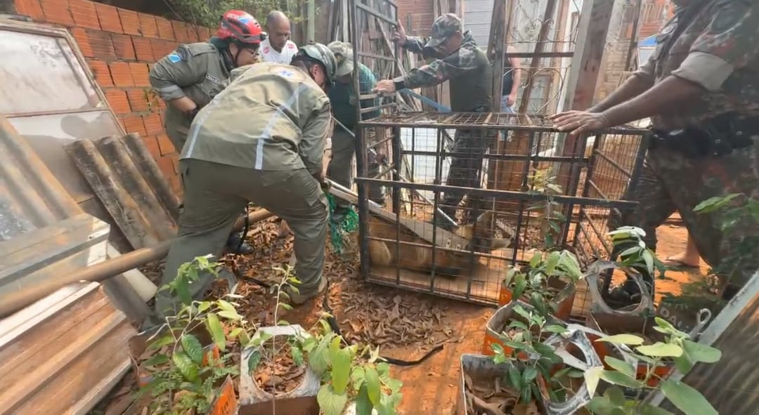 O lobo-guará foi capturado pela PMA e está bem de saúde. 