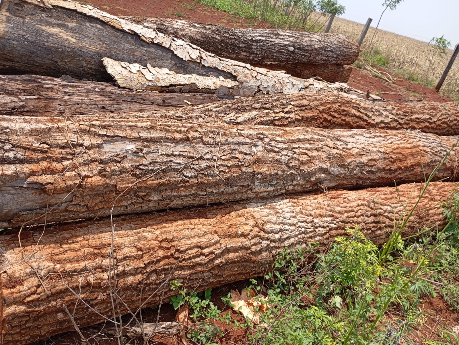 Arvores nativas do Cerrado e da Mata Atlântica foram encontrados em uma madereira 