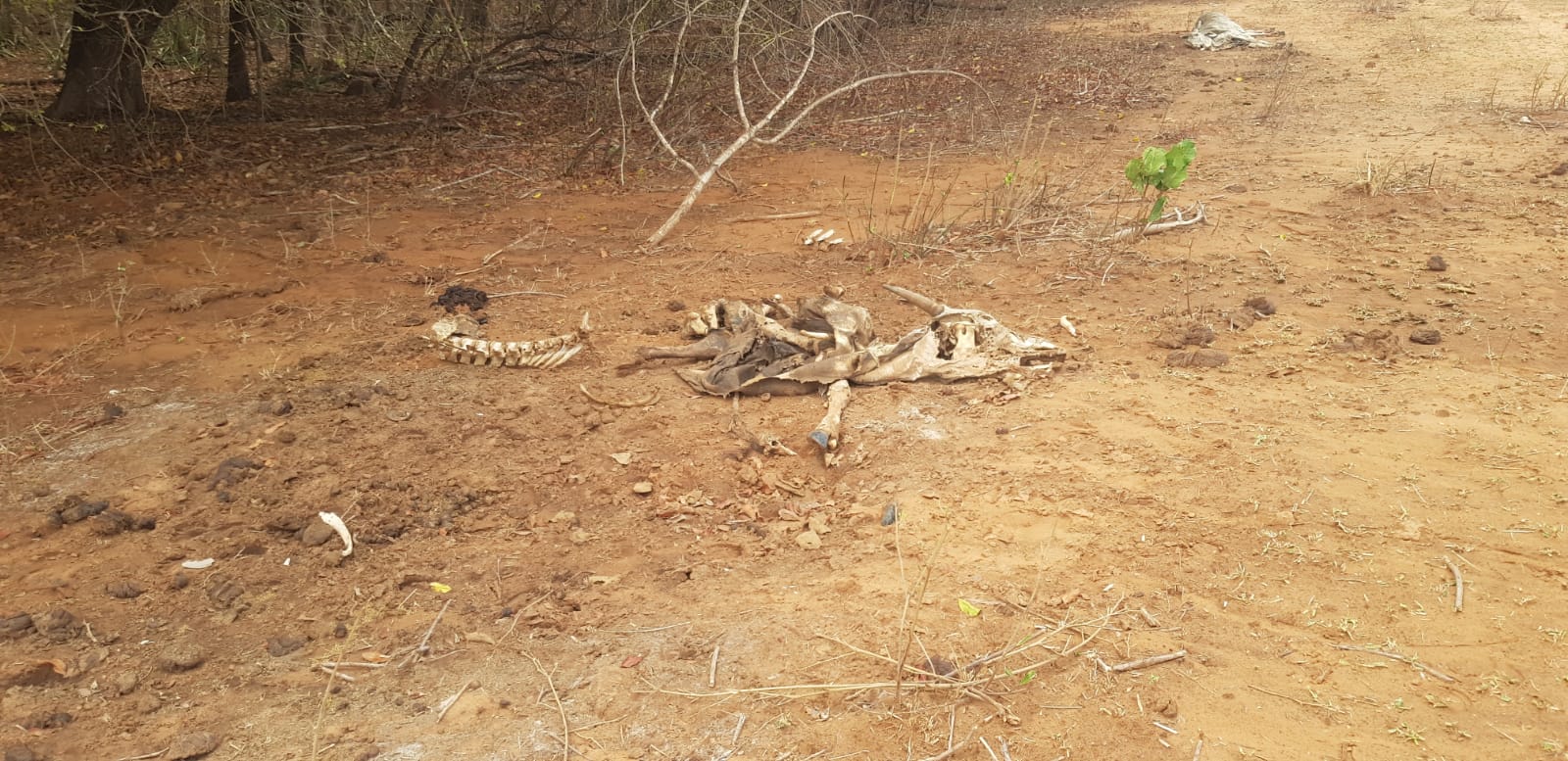 Carcaças de bonivos foram encontrados na fazenda 