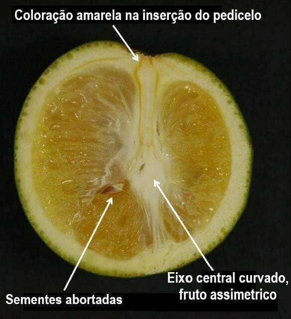 Murta é utilizada como "cerca-viva" em várias casas