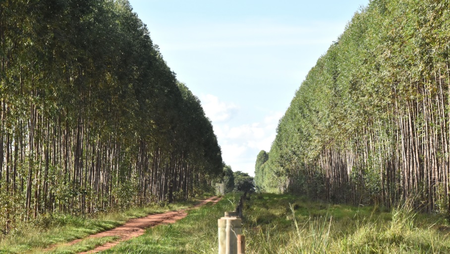 Suzano acusa Eldorado de usar sem autorização variedade de eucalipto cuja patente lhe pertence