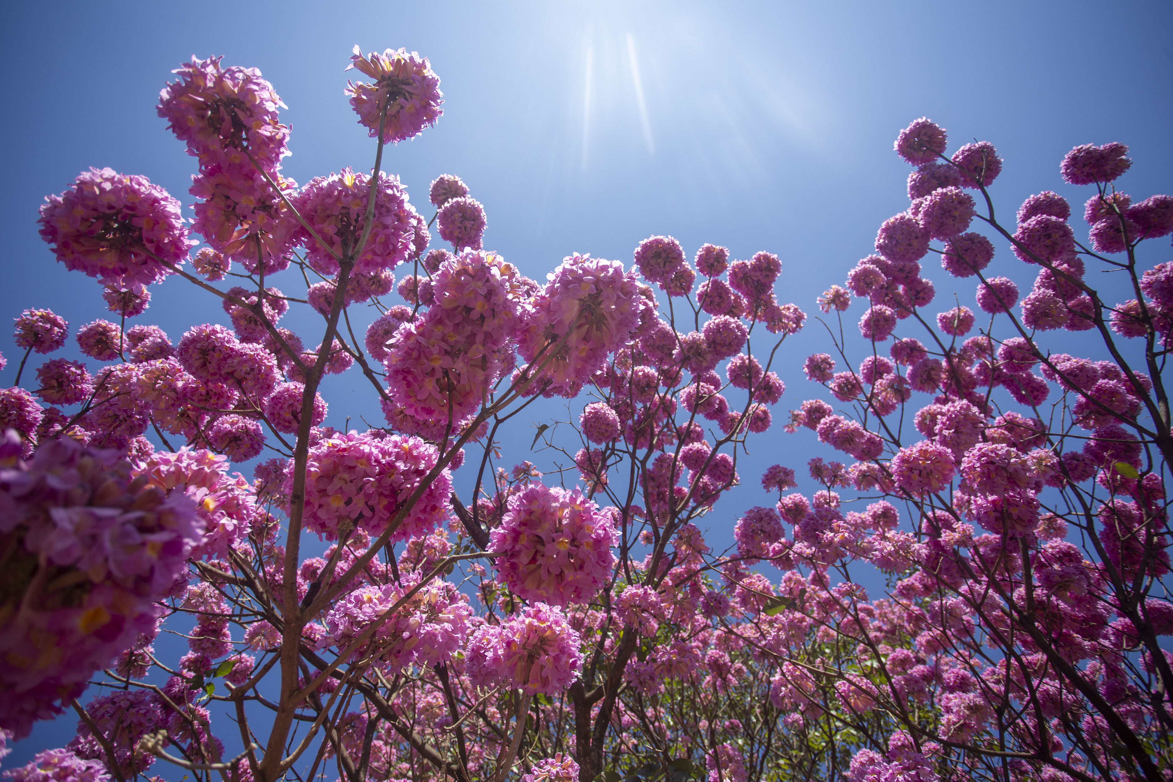 Flores da árvore caem e formam um lindo e exuberante "tapete rosa" no chão