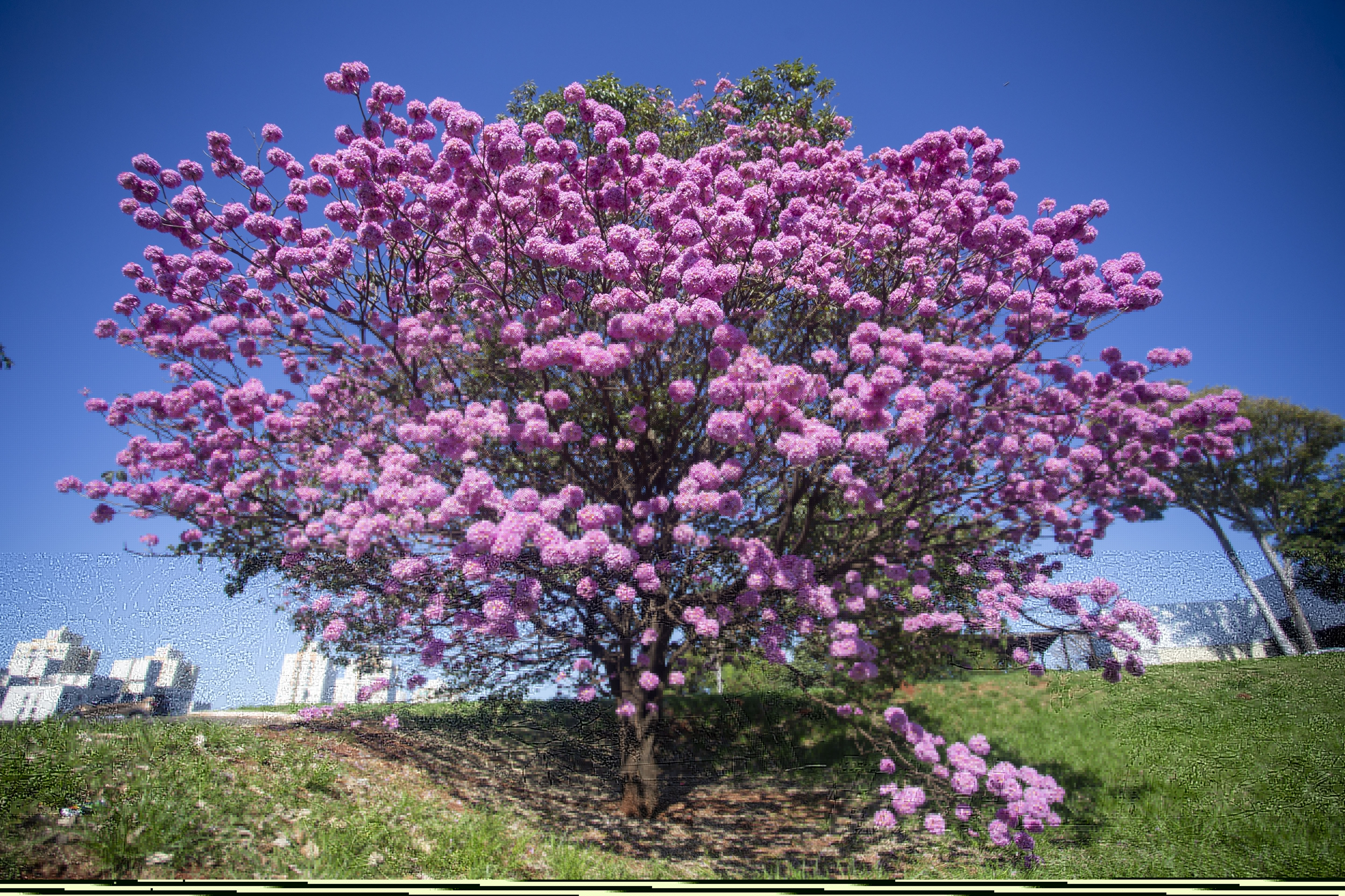 Flores da árvore caem e formam um lindo e exuberante "tapete rosa" no chão
