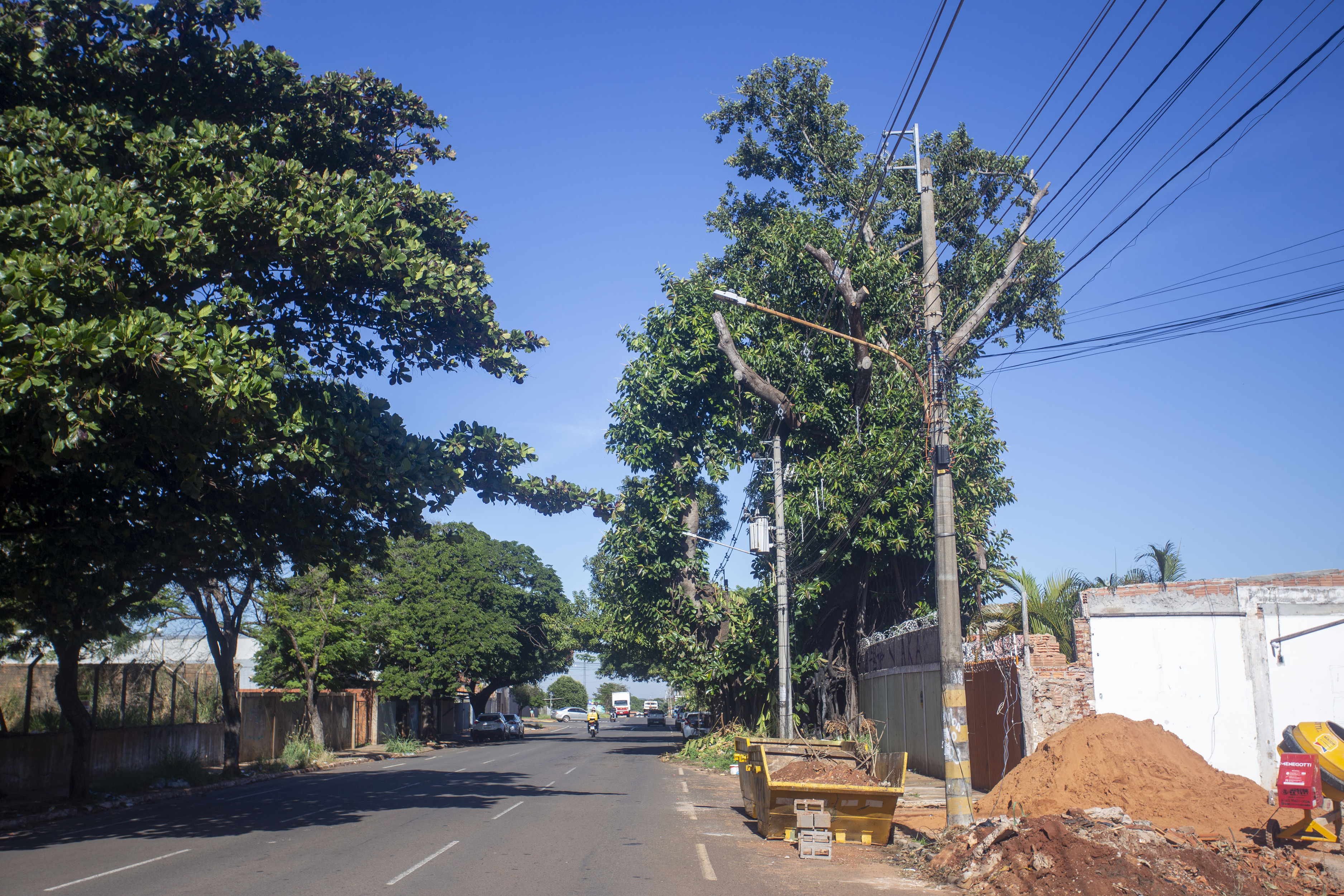 Figueira centen&aacute;ria assassina