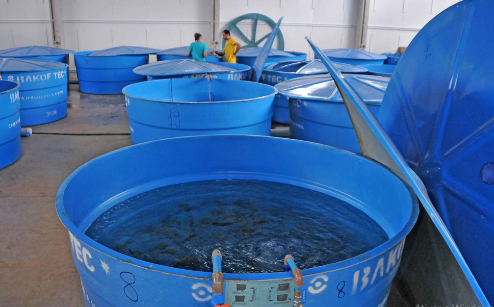 Per&iacute;odo em que peixes foram mantidos em tanques foi investigado