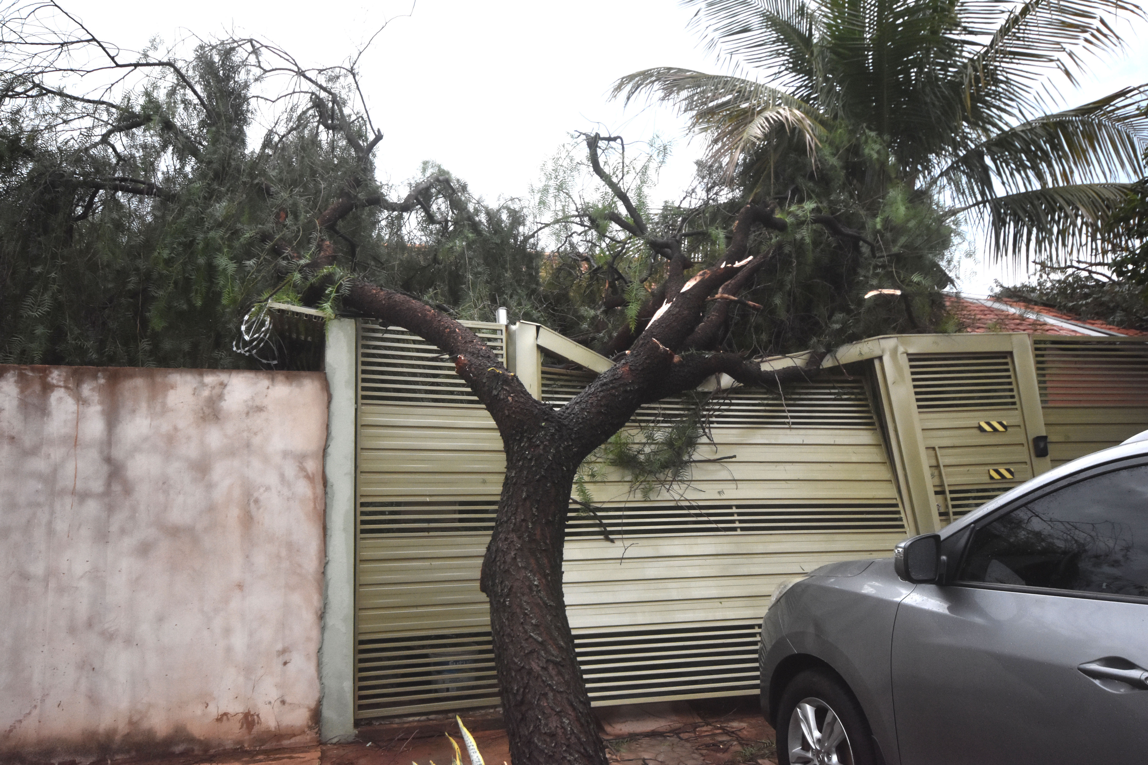 Árvore caiu sobre o portão de uma casa na Bom Pastor