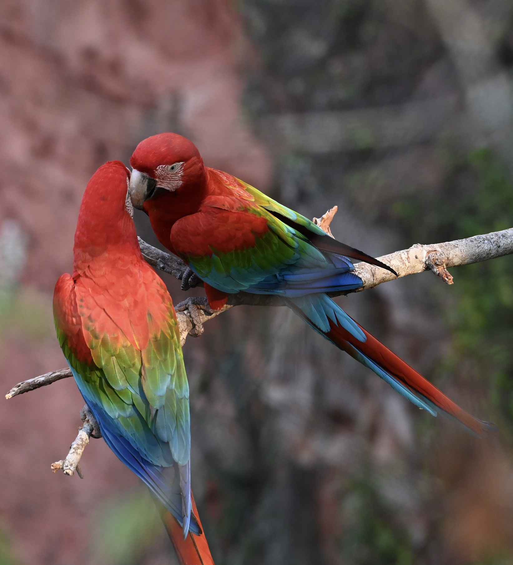 foto PROJETO ÁGUA VIDA arara2