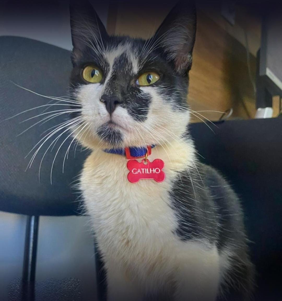 Gato foi apresentado como novo integrante da DAM de Parana&iacute;ba