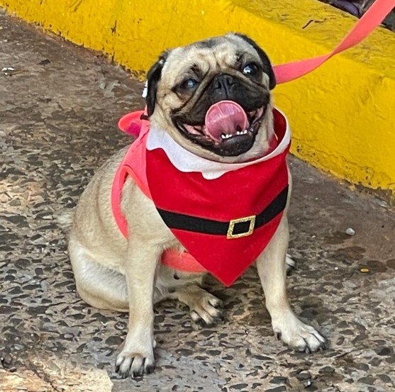 Ação de fim de ano leva canções e "Projeto Cão Herói - Cão Amigo" para animar corredores do Hospital Universitário
