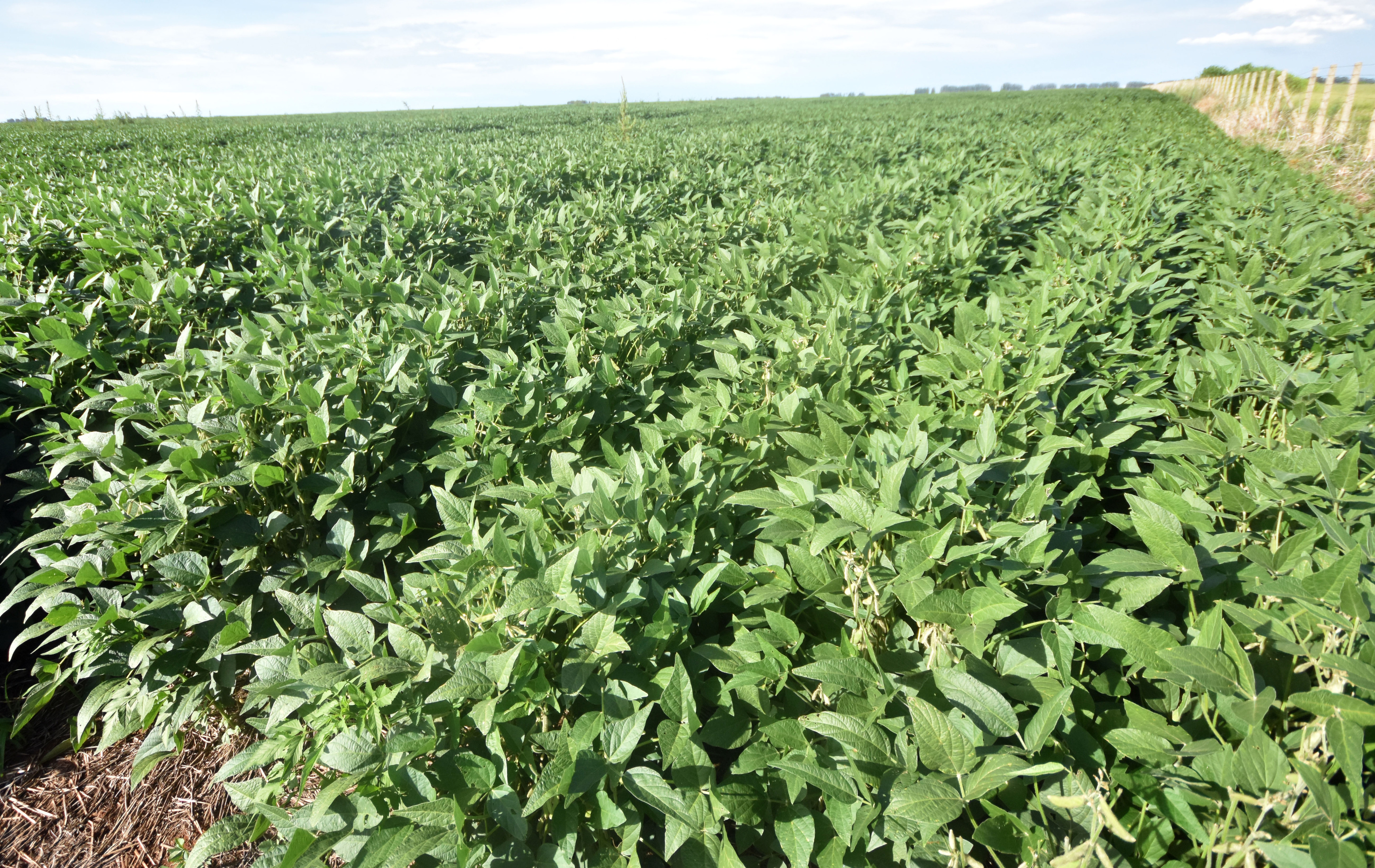 A proje&ccedil;&atilde;o para 2025/2026 &eacute; de uma nova supersafra de soja