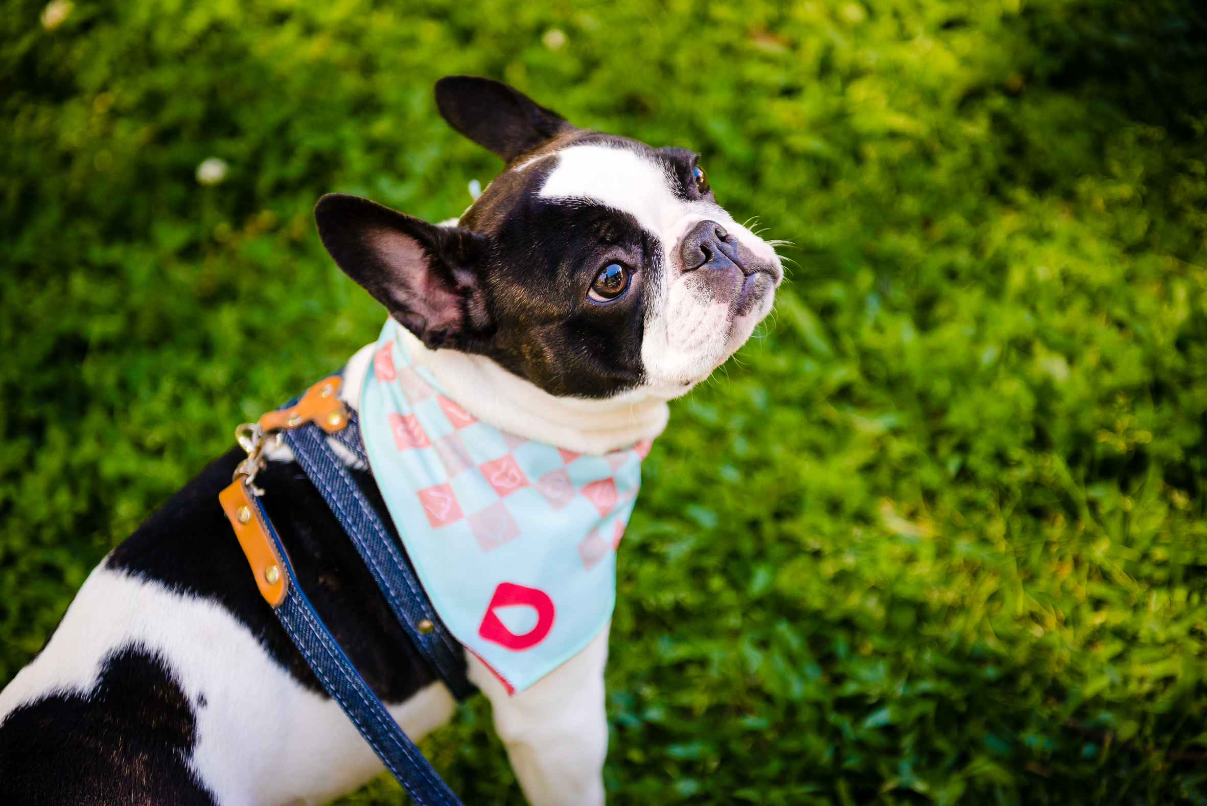 Dapp &eacute; uma das principais causas de doen&ccedil;as dermatol&oacute;gicas em c&atilde;es e gatos