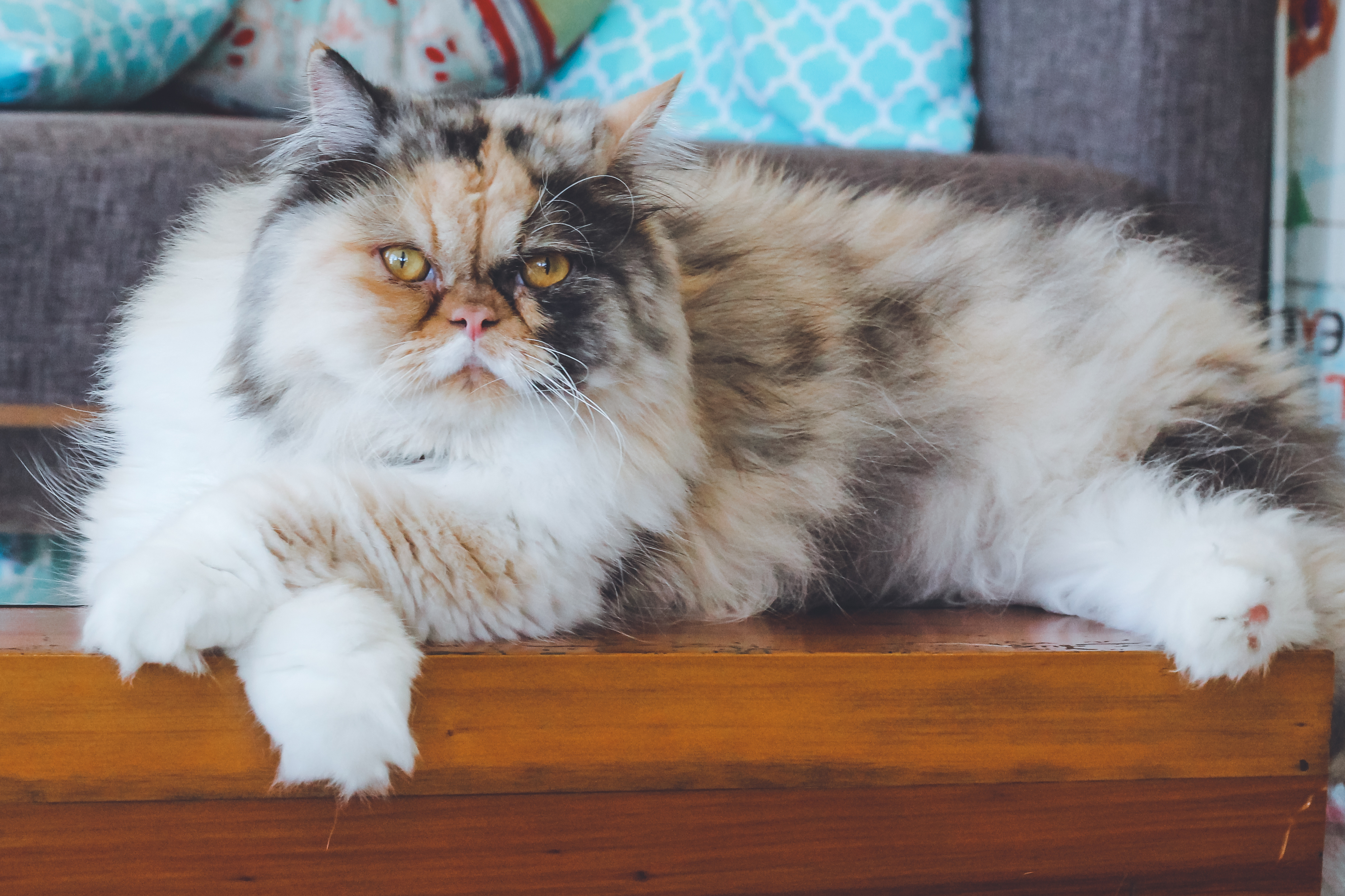 Sinais em felinos: falhas no pelo e les&otilde;es no pesco&ccedil;o, cabe&ccedil;a e regi&atilde;o dorsal