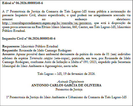 &aacute;rvore sete-copas, da esp&eacute;cie terminalia catappa