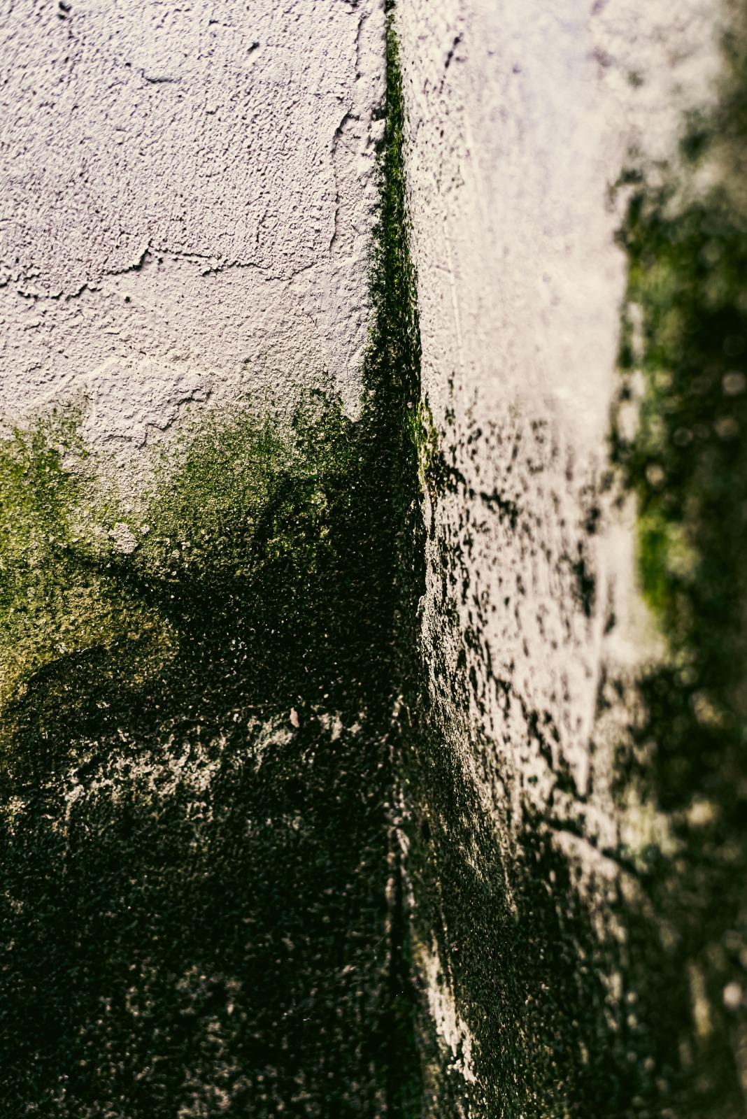 Esporos podem estar presentes antes mesmo do mofo ser vis&iacute;vel