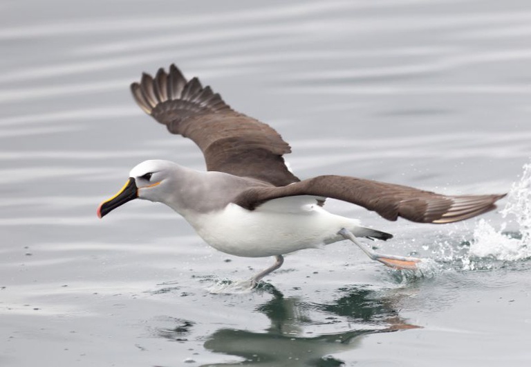 Estar&atilde;o em debate a&ccedil;&otilde;es que envolvem o estabelecimento de corredores de on&ccedil;as-pintadas no Pantanal, na Amaz&ocirc;nia e na Mata Atl&acirc;ntica