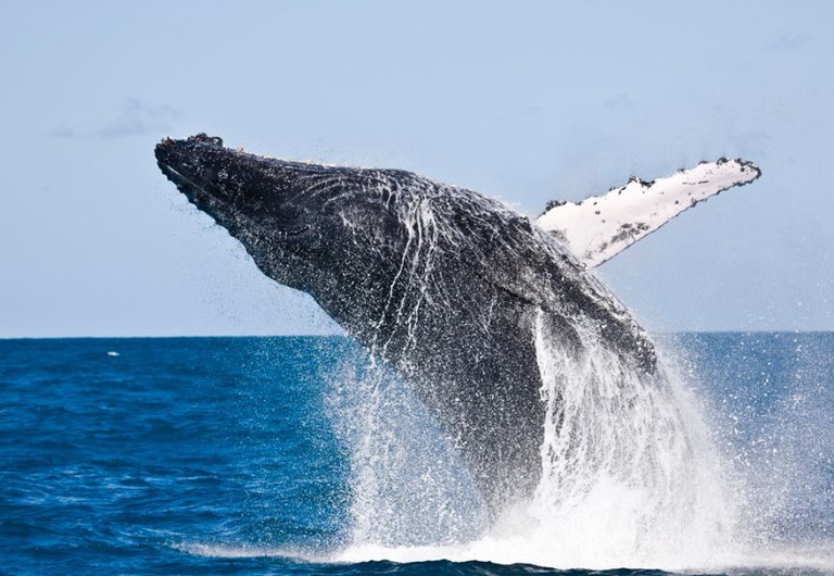 Estar&atilde;o em debate a&ccedil;&otilde;es que envolvem o estabelecimento de corredores de on&ccedil;as-pintadas no Pantanal, na Amaz&ocirc;nia e na Mata Atl&acirc;ntica