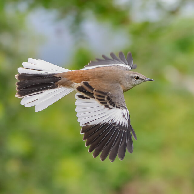 Campo Grande registra em torno 400 esp&eacute;cies de aves na fauna presente nos per&iacute;metros urbanos e periurbanos, com quase 100 migrat&oacute;rias