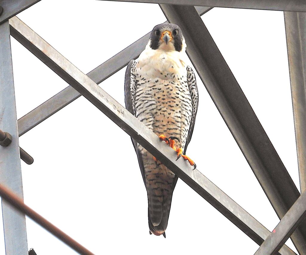 Campo Grande registra em torno 400 esp&eacute;cies de aves na fauna presente nos per&iacute;metros urbanos e periurbanos, com quase 100 migrat&oacute;rias
