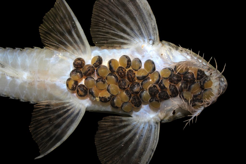 Aqu&aacute;rio atingiu a marca de 100 esp&eacute;cies reproduzidas dentro do complexo