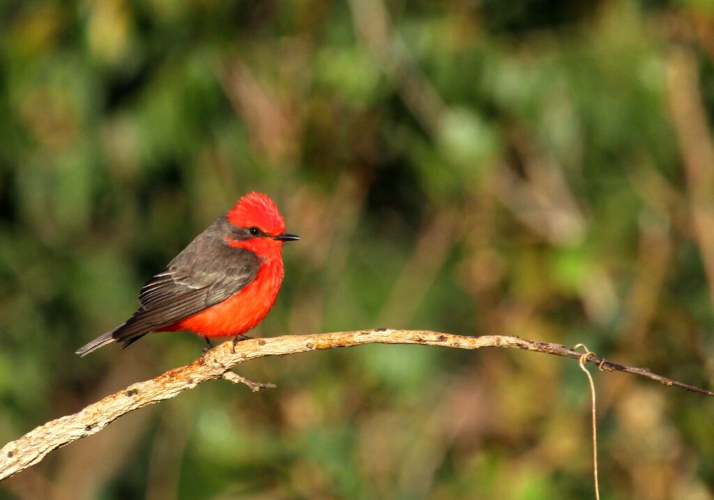 Campo Grande registra em torno 400 esp&eacute;cies de aves na fauna presente nos per&iacute;metros urbanos e periurbanos, com quase 100 migrat&oacute;rias