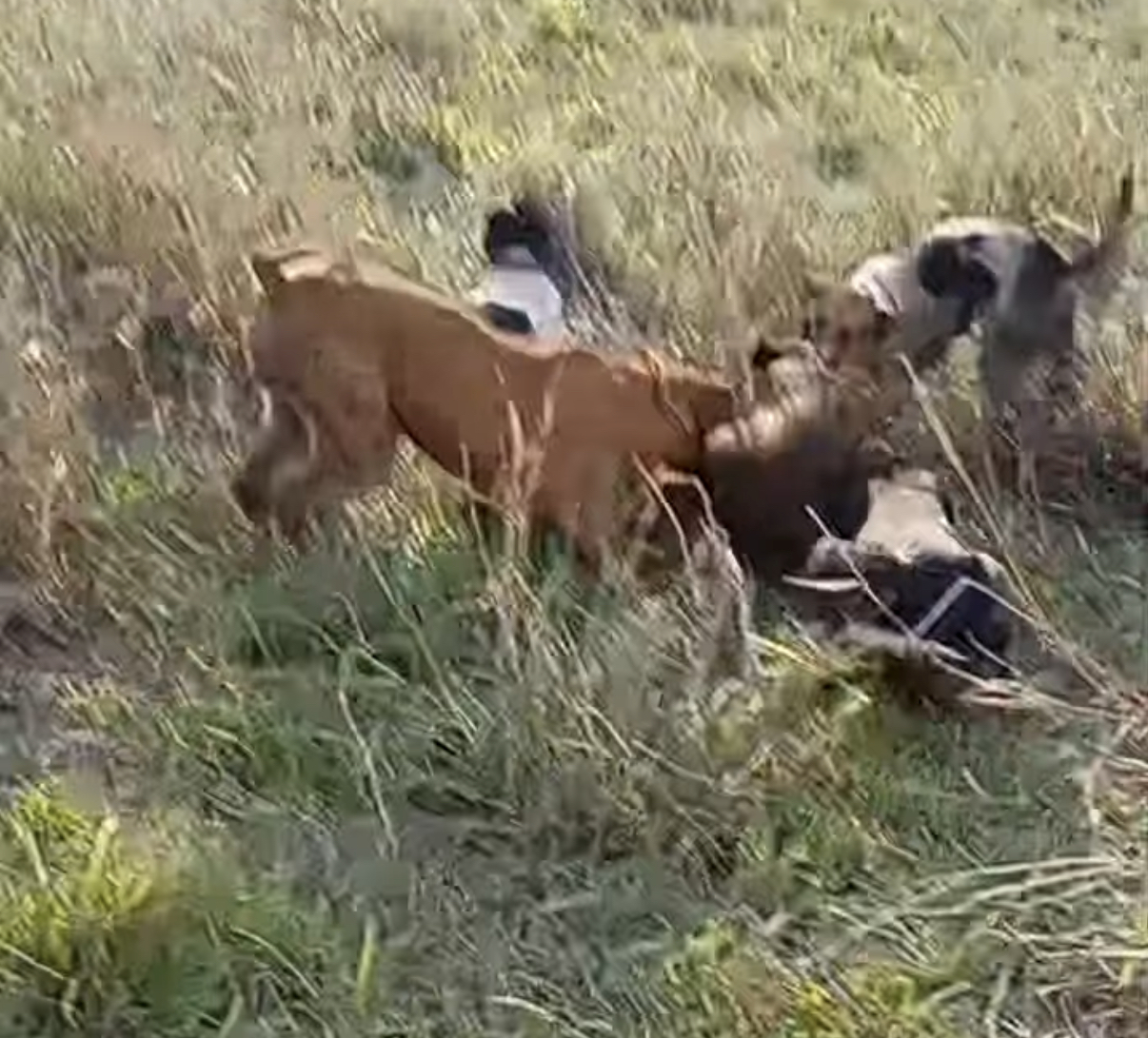 O corpo de Edso foi encontrado em uma mata, pr&oacute;ximo a uma lavoura de milho, planta&ccedil;&atilde;o muitas vezes atacada por javalis
