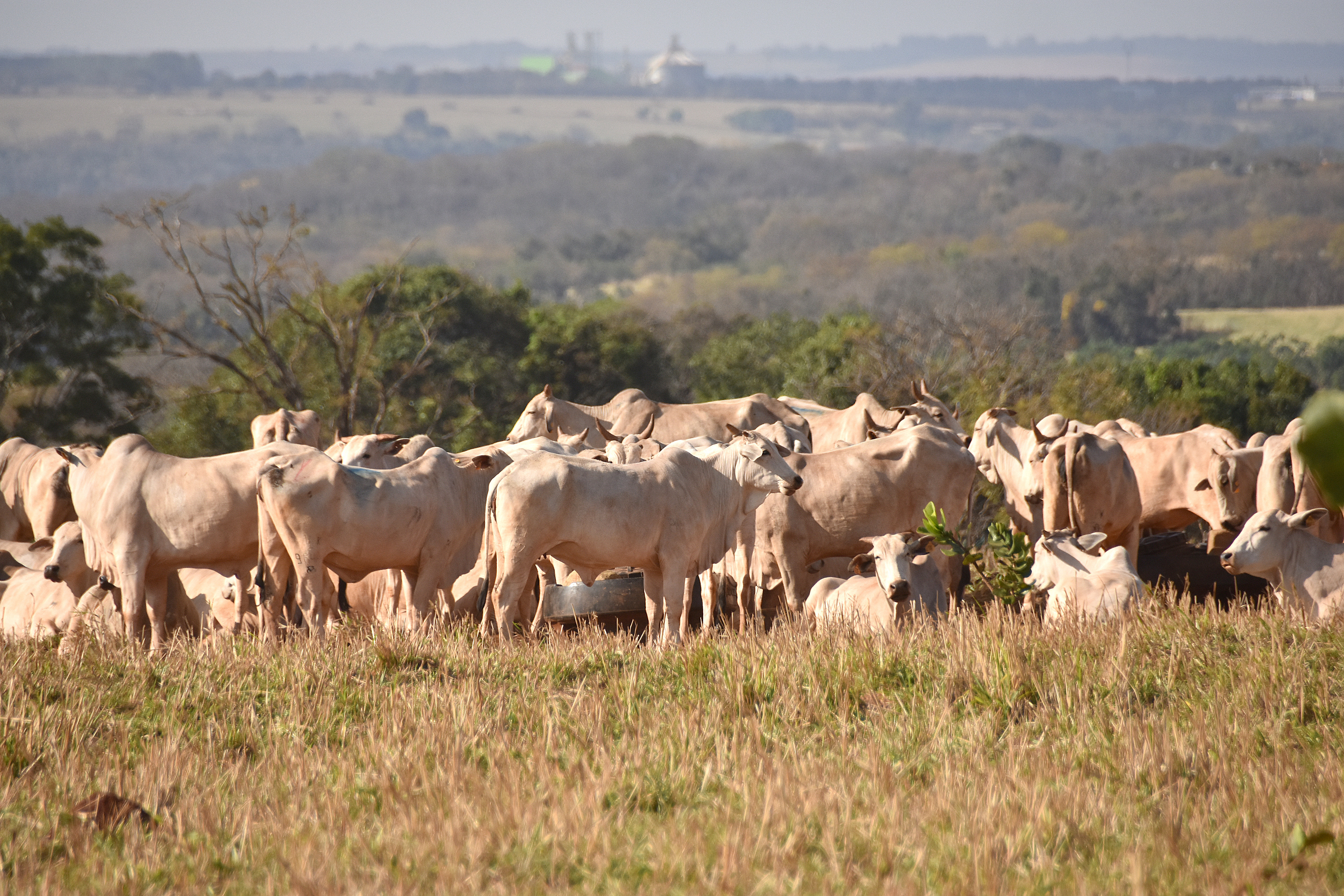 A arroba do boi gordo atingiu R$ 338 na quinta-feira