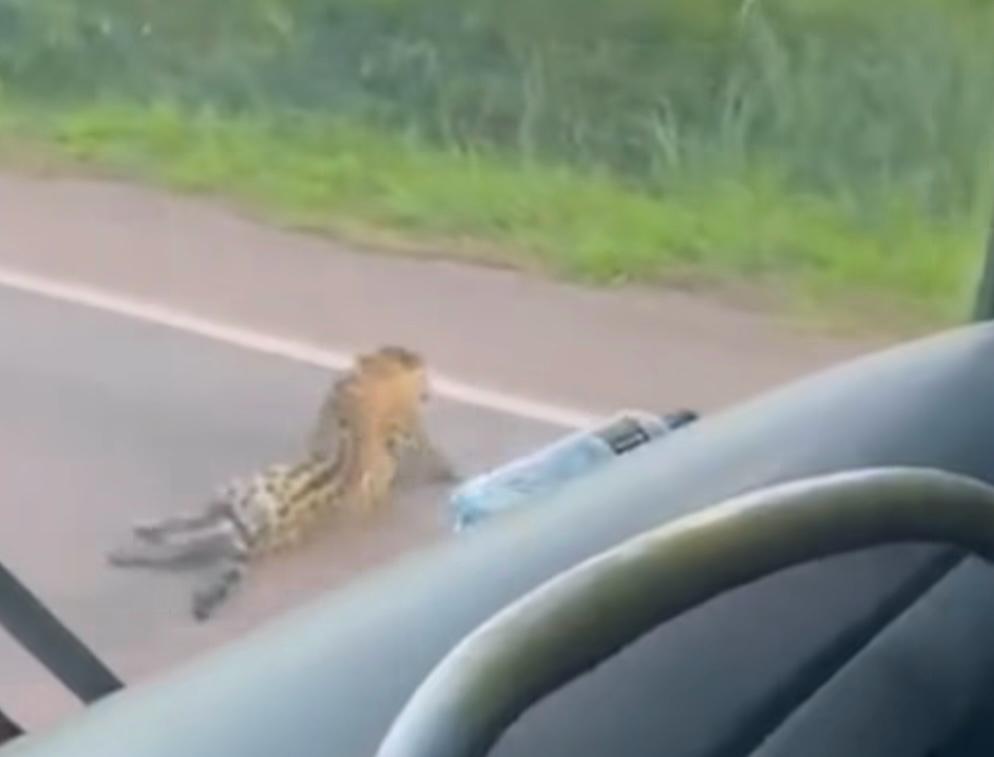 Animal era um macho de aproximadamente tr&ecirc;s anos de idade e morreu ap&oacute;s o atropelamento