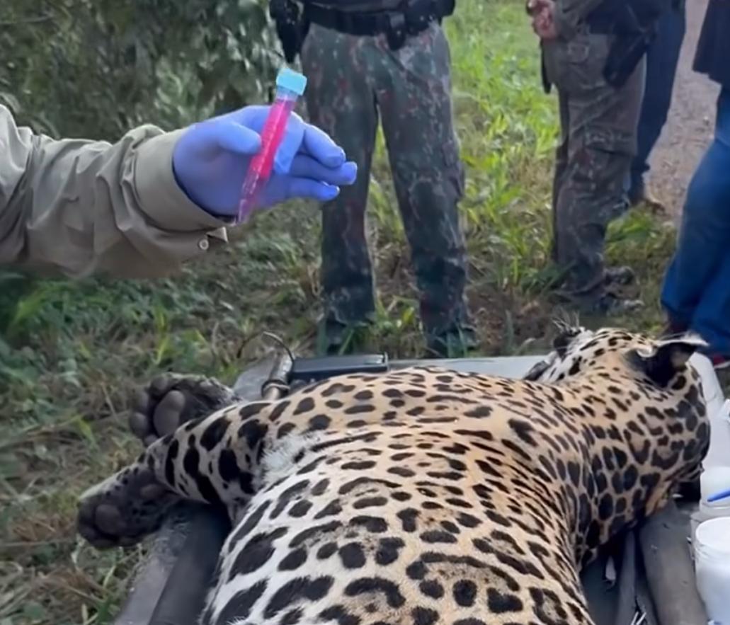 Animal era um macho de aproximadamente tr&ecirc;s anos de idade e morreu ap&oacute;s o atropelamento