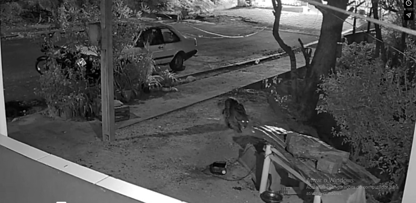 On&ccedil;a n&atilde;o resistiu ao impacto e faleceu no local do acidente