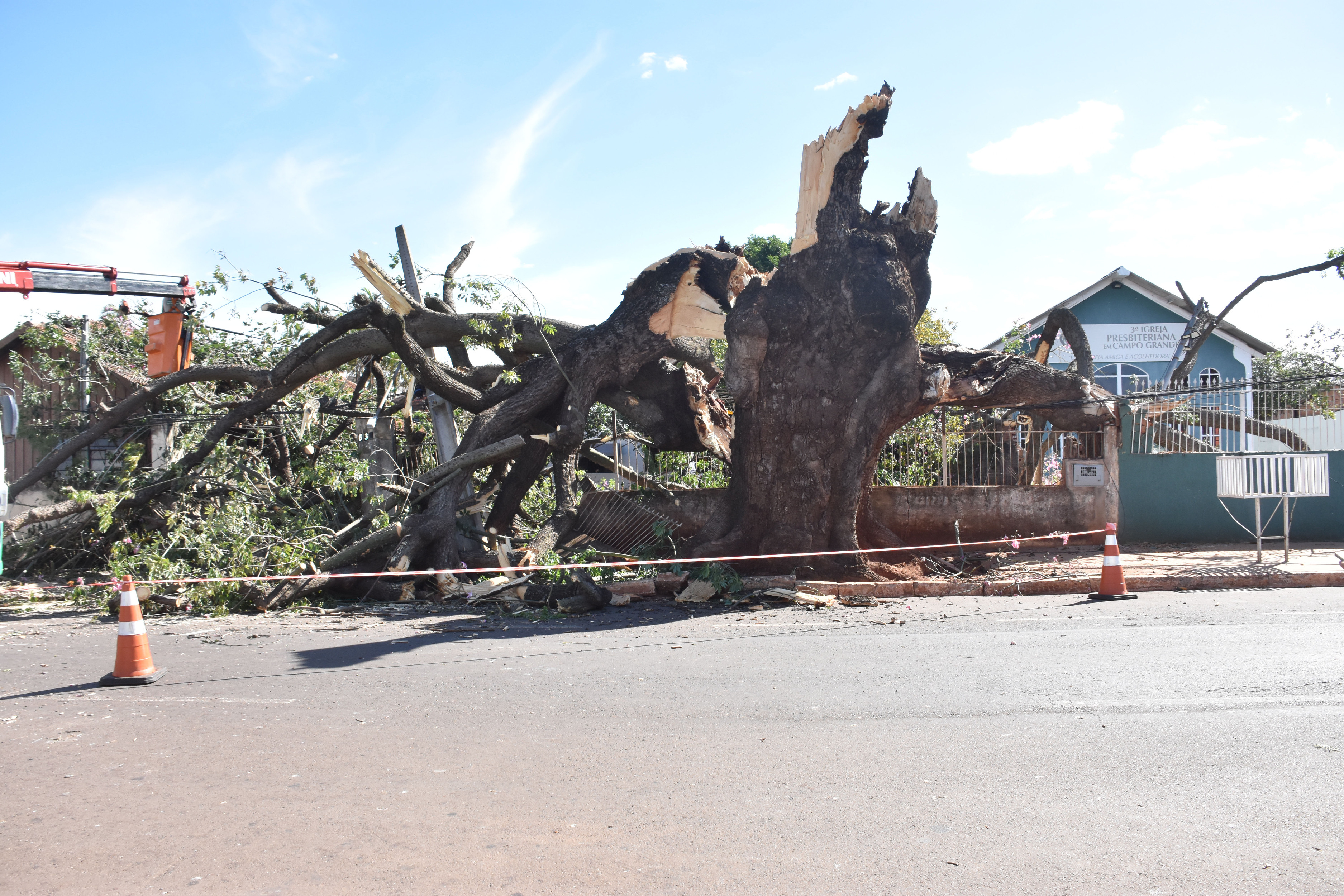 Vento contribuiu para queda de &aacute;rvore centen&aacute;ria na Vila Sobrinho, em Campo Grande