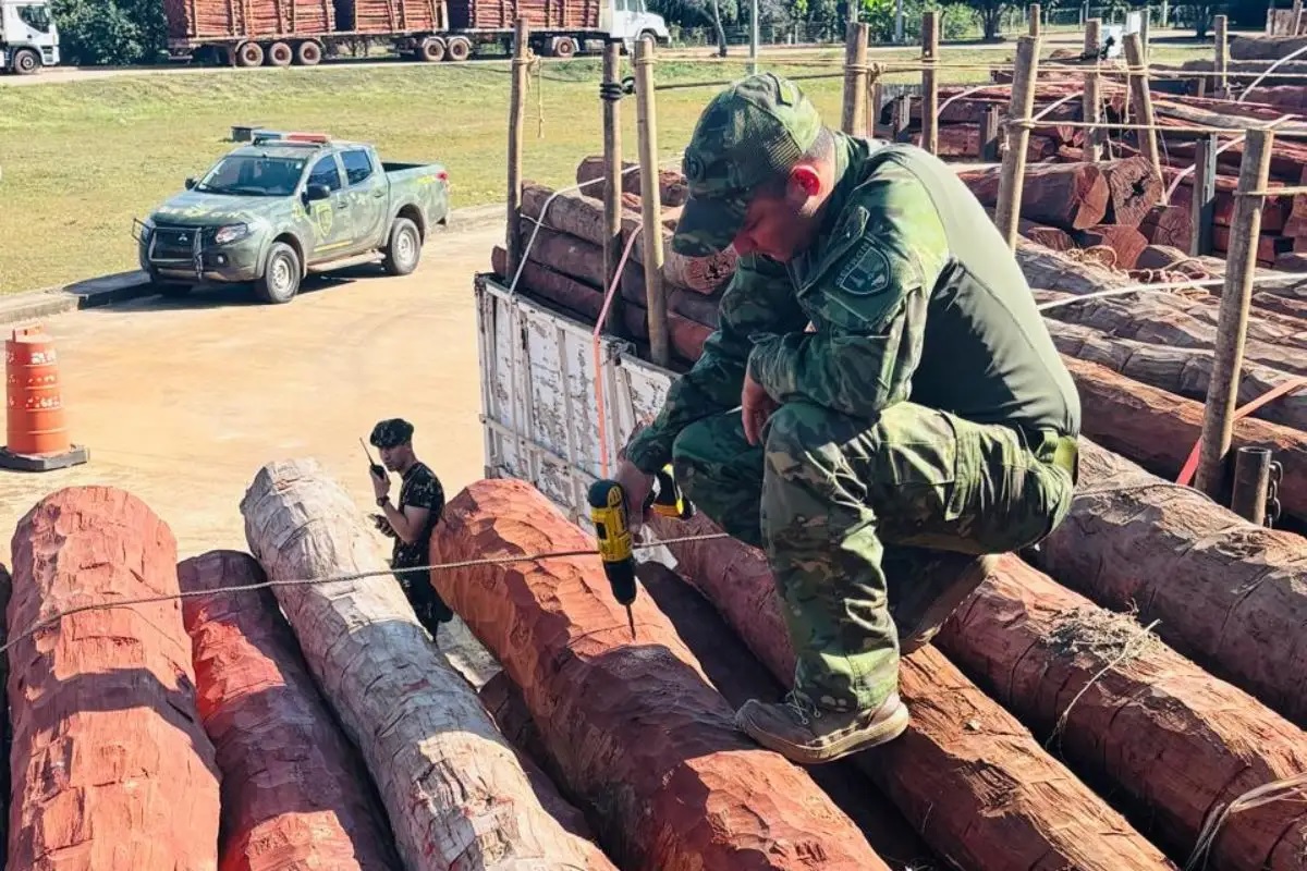Carga de 260 toneladas de madeira estava impregnada de coca&iacute;na l&iacute;quida e foi apreendida em Mato Grosso e Mato Grosso do Sul