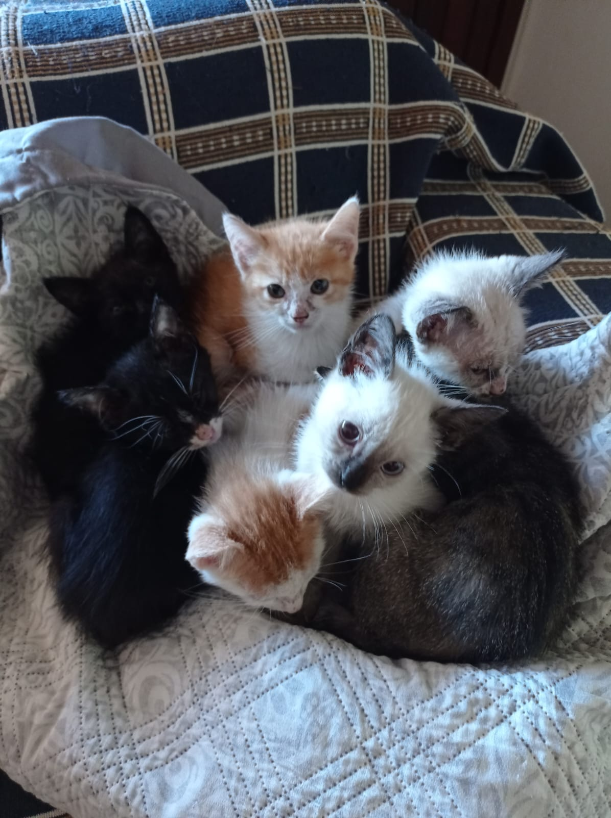 Hoje, das 17h &agrave;s 22h, 16 gatos  11 filhotes e cinco adultos  estar&atilde;o dispon&iacute;veis para ado&ccedil;&atilde;o, na Cobasi 