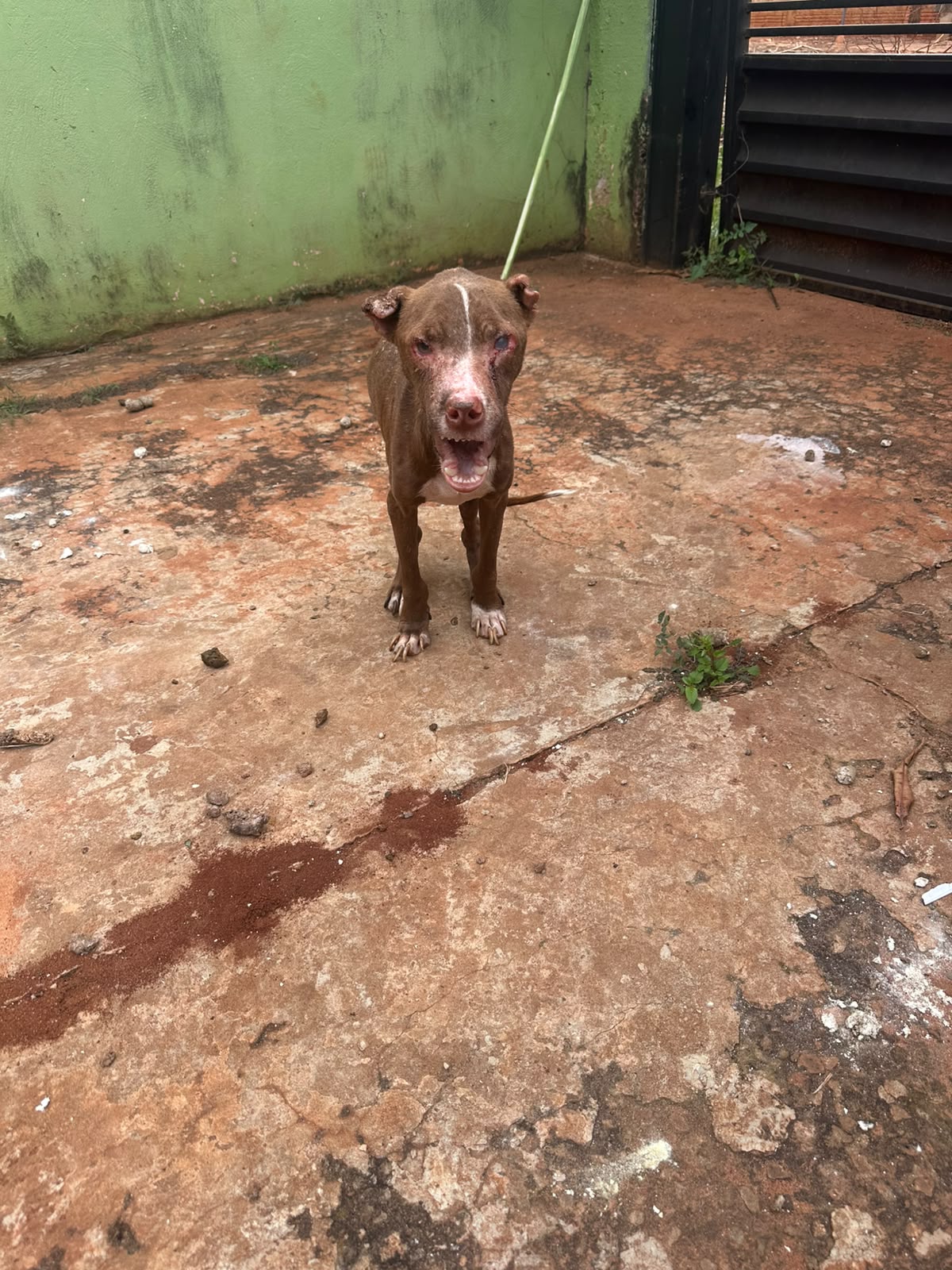 C&atilde;ozinho extremamente magro e machucado