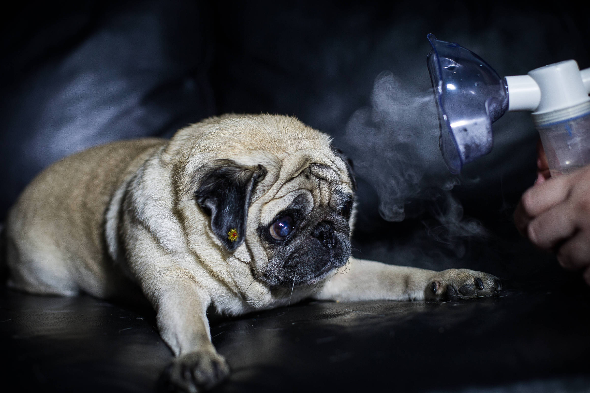 Tempo seco pode agravar problemas respirat&oacute;rios e de pele em c&atilde;es e gatos