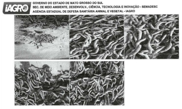 Larvas de bicho-da-seda foram encontradas mortas durante fiscaliza&ccedil;&atilde;o da Iagro em propriedades do Loteamento B&eacute;tel, em Gl&oacute;ria de Dourados