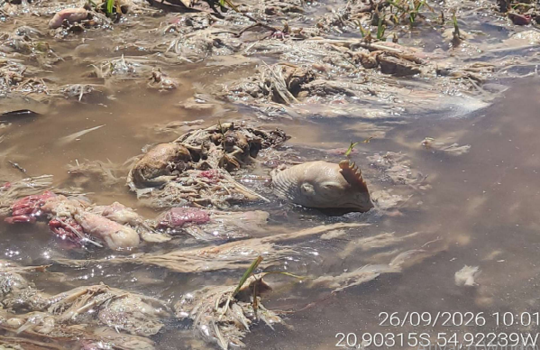 V&iacute;sceras e cabe&ccedil;as de aves abatidas no frigor&iacute;fico da Seara, em Sidrol&acirc;ndia, foram lan&ccedil;adas a c&eacute;u aberto
